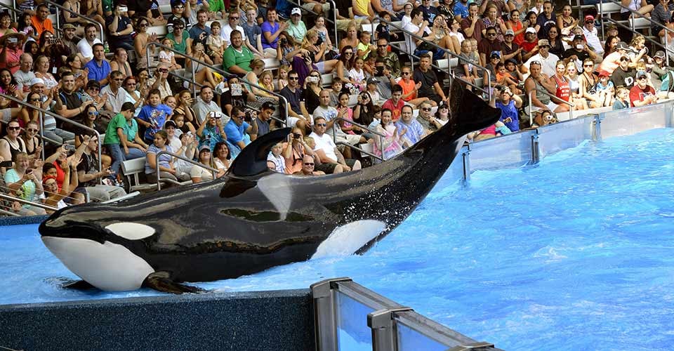 A Killer Whale posing for the tourists cameras in Seaworld Orlando Florida