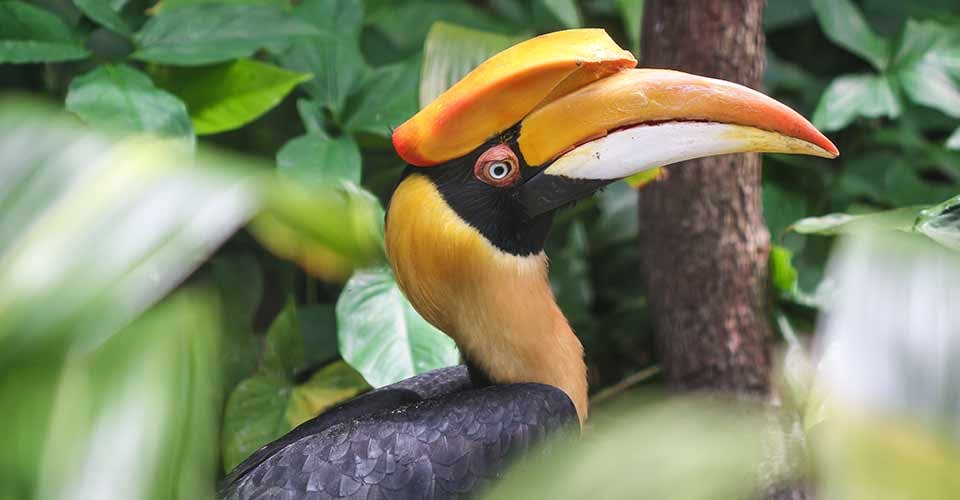 A great hornbill bird in Tampas Lowry Park Zoo