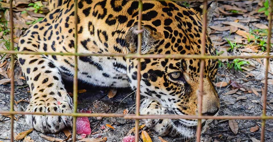 A jaguar at the Big Cat Rescue in Tampa Florida
