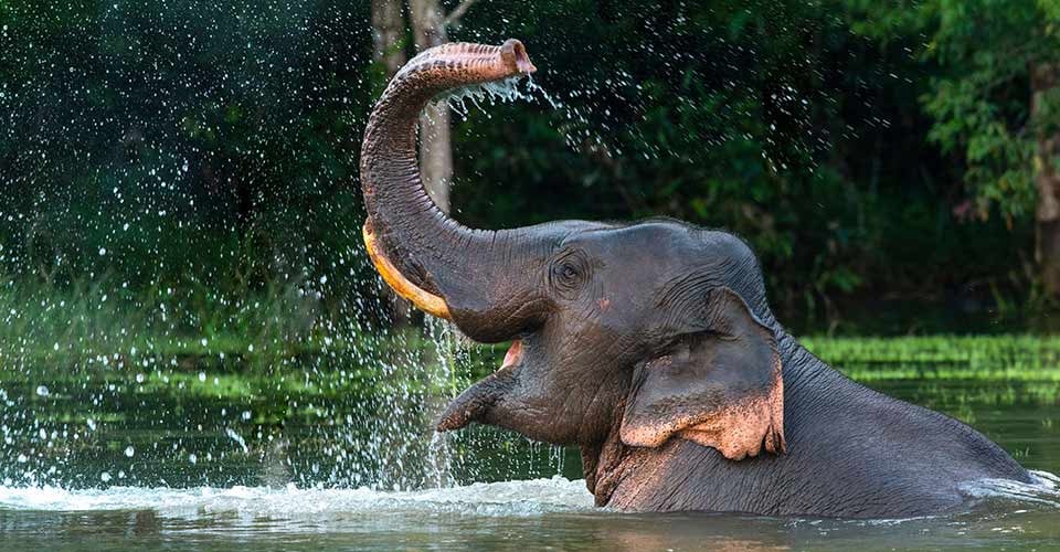A male elephant enjoying a bath