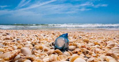 A single blue man of war jellyfish rests on a shell laden beach