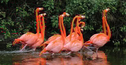 American Flamingo