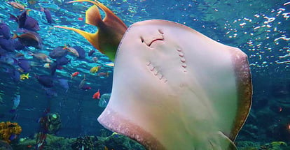 Awesome shot of the underside of a playful stingray at the Florida Aquarium Tampa Florida