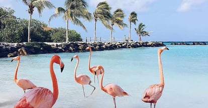 Beautiful pink flamingo playing on the beach