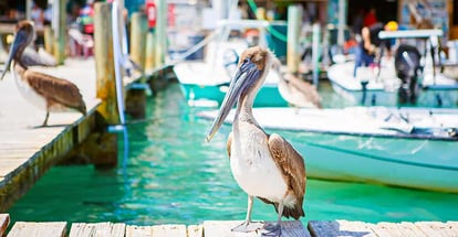 Big brown pelicans in port of Islamorada Florida Keys Waiting for fish at Robbies Marina