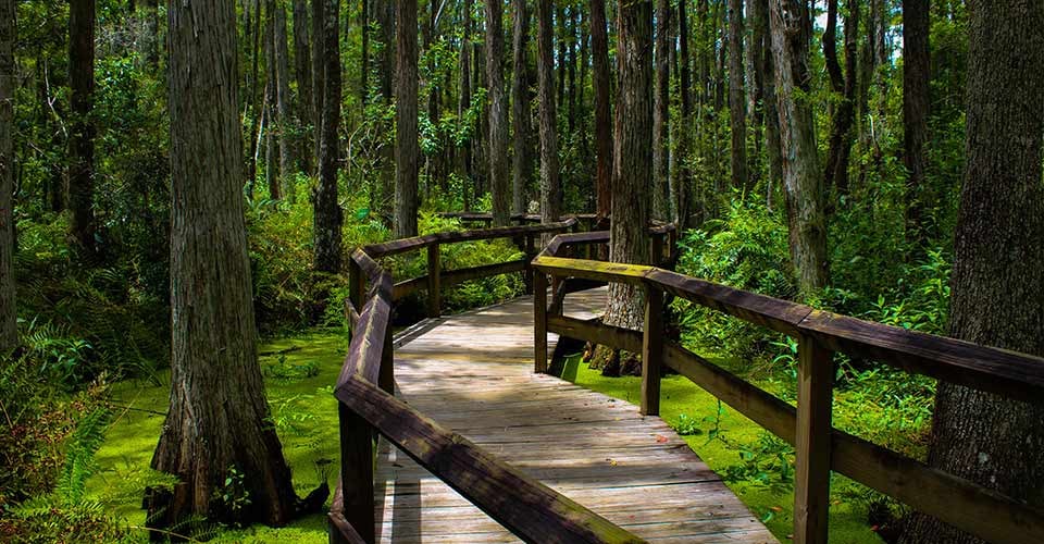 Boardwalk through Florida Everglades swamplands