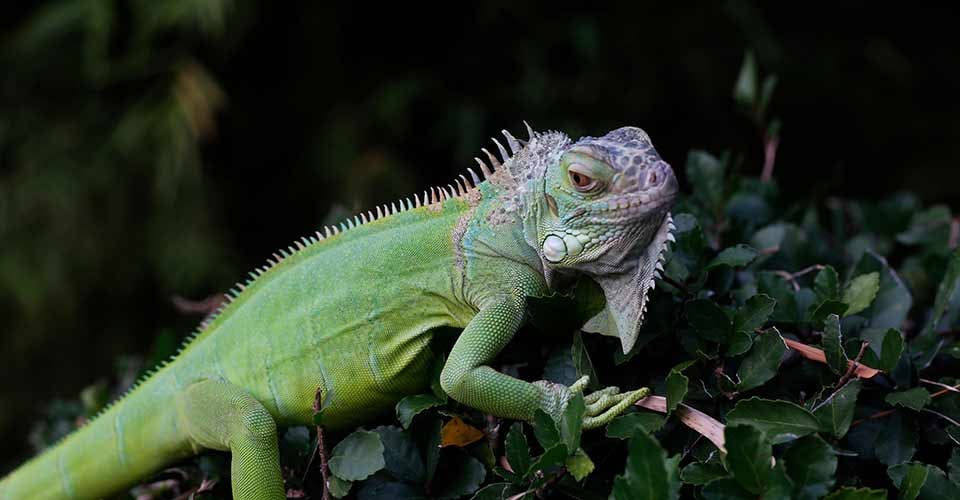Close up of green iguana also known as the American iguana
