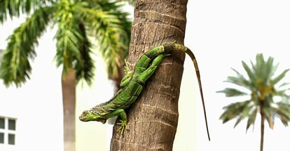 Cold blooded green iguana comes down a palm tree as he warms himself in the sunshine in Florida