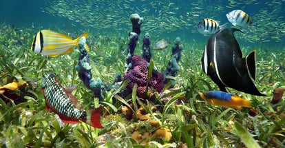 Colorful underwater life with tropical fish and sea sponges on ocean floor with turtle grass