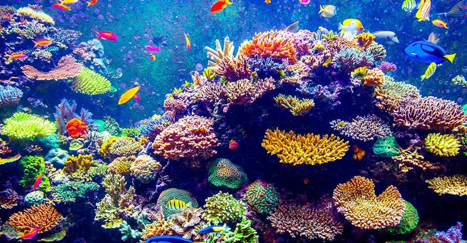 Coral Reef and Tropical Fish in Sunlight