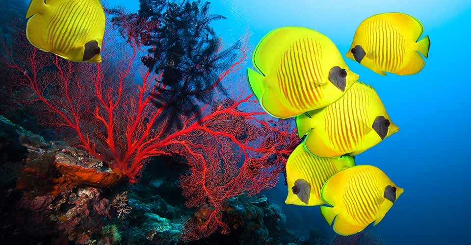 Coral reef and School of Masked Butterfly Fish