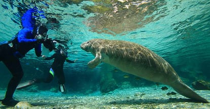 Divers and Manatees in Crystal River Florida