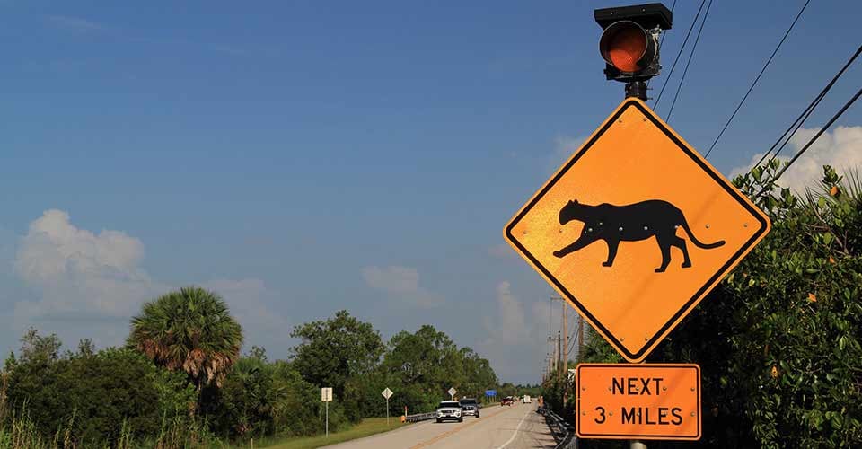 Endangered Florida Panther crossing sign in Collier Seminole State Park in the Florida Everglades