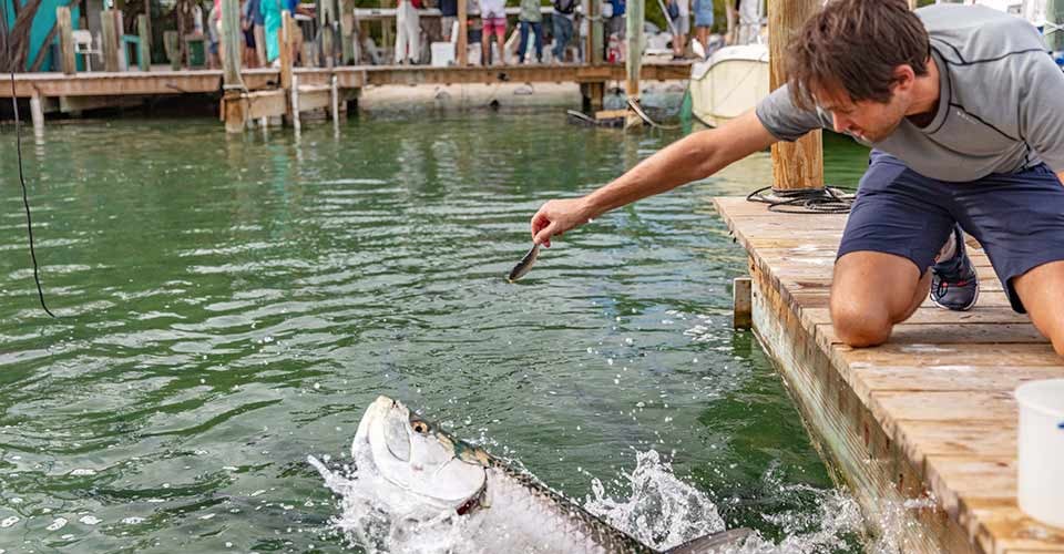 Feeding Tarpon in Islamorada Florida Keys