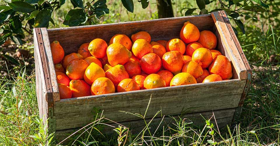 Florida Oranges in the Orange Grove