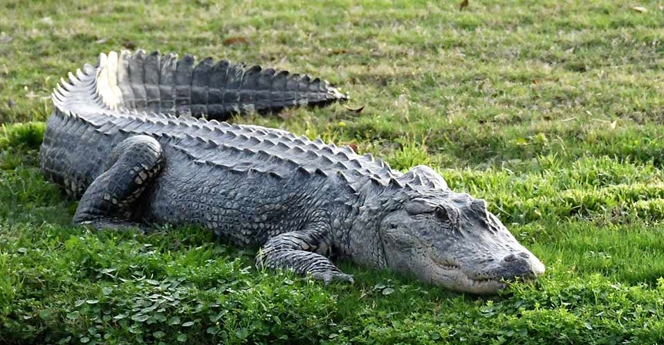 Florida gator basking in the evening light