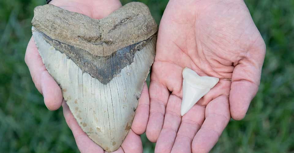 Fossilized Megalodon Shark Tooth VS Modern Great White Shark Tooth