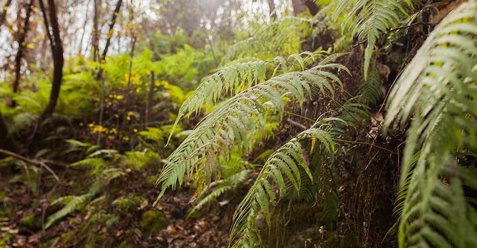 Green ferns at Devils Millhopper in Gainesville Florida