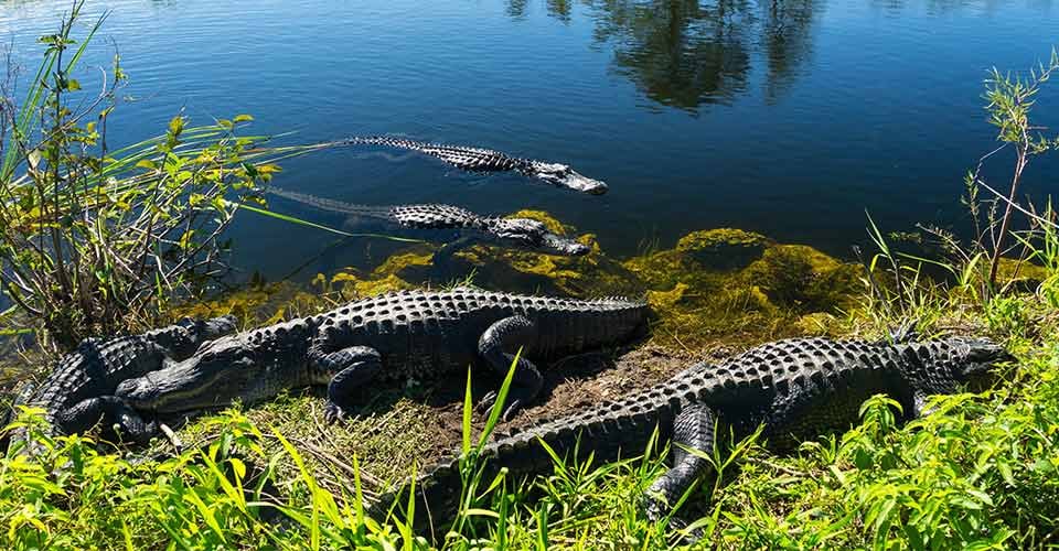 Herd of crocodiles enjoying the sun in everglades national park in Florida