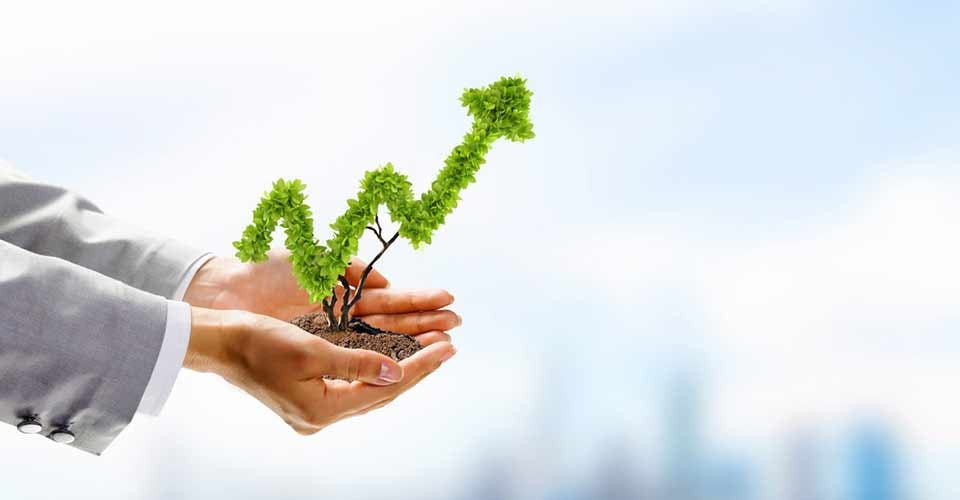 Human hands holding plant shaped like arrow