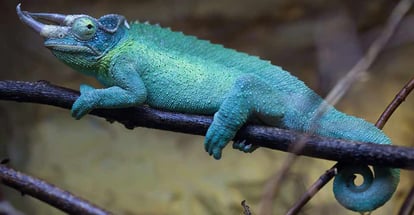Jacksons chameleon also known as the Kikuyu three horned chameleon
