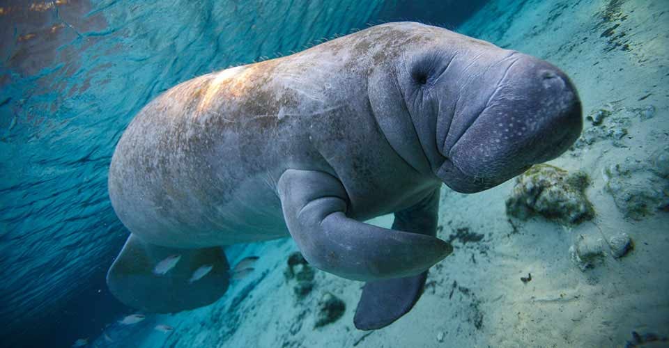 Manatee in Crystal River Florida
