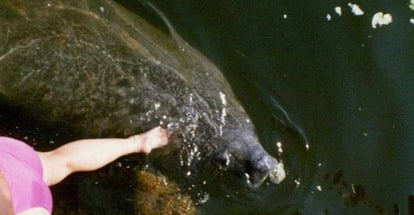 Manatee in water
