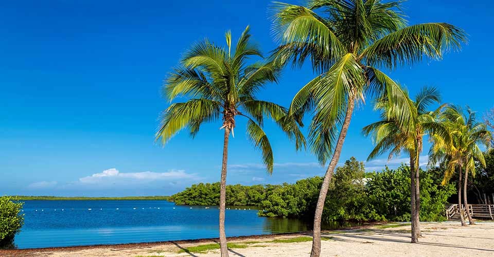 Palm trees on a tropical sandy beach in Key West Florida Keys