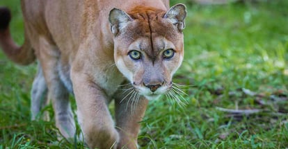 Panther stalks prey through forest floor