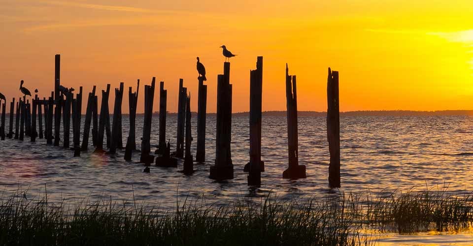 Pelican and Sunset in St Marks Florida