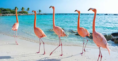 Pink flamingo on the beach