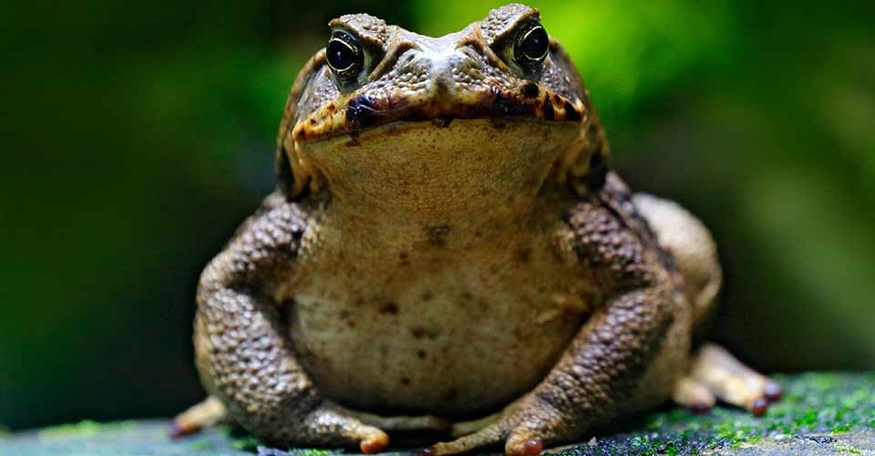 Portrait of Cane toad in the nature habitat