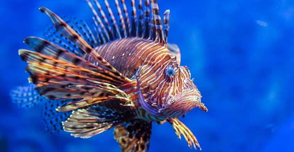 Red lionfish one of the dangerous coral reef fish
