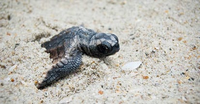 Sea Turtle Hatchling