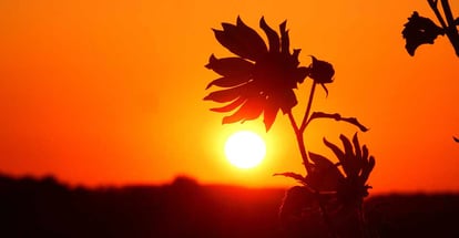 Silhouette of a flower while the sun sets behind it near Blanton Road in Pasco County Florida