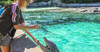 Smiling woman feeds a dolphin in a water