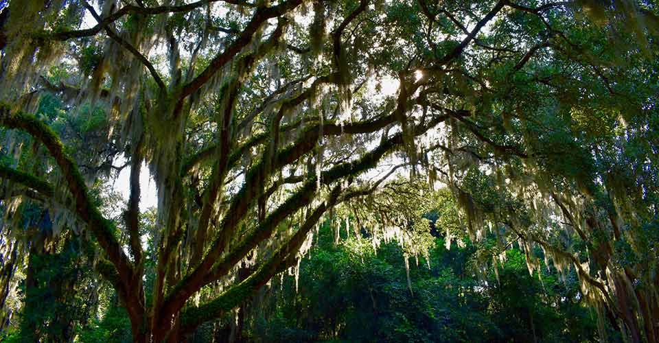 Spanish Moss in Timucuan Ecological and Historic Preserve Florida