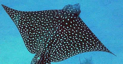Spotted Eagle Rays