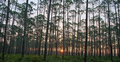 Sunset and pine forest in Florida