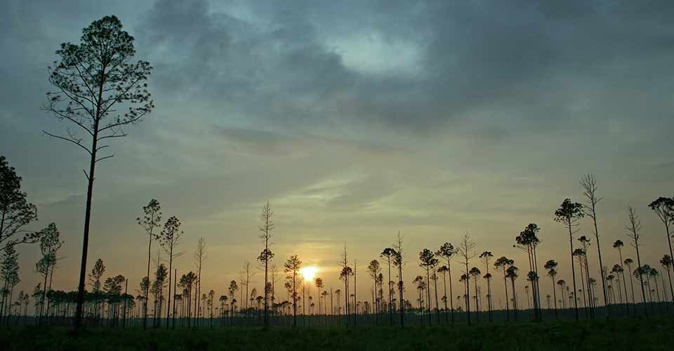 Sunset with trees in Florida