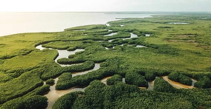 Tampa Bay Viens