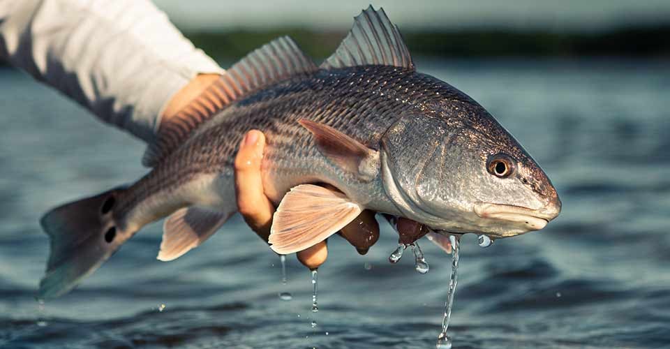 Tampa bay redfish in the heartland of beautiful Florida