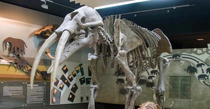 The fossil of gomphotherium angustidens