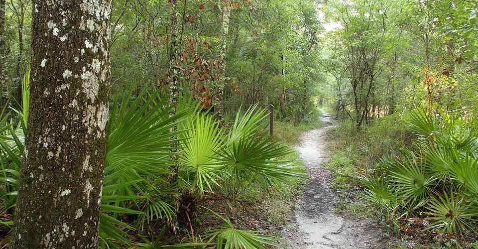 Trail along the Suwannee River in Suwannee River State Park in Northern Florida