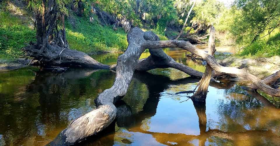 Trees blown down in Joshua creek off the Peace river in Arcadia Florida
