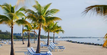 Tropical resort with chaise longs arranged in a row near palms on sandy beach