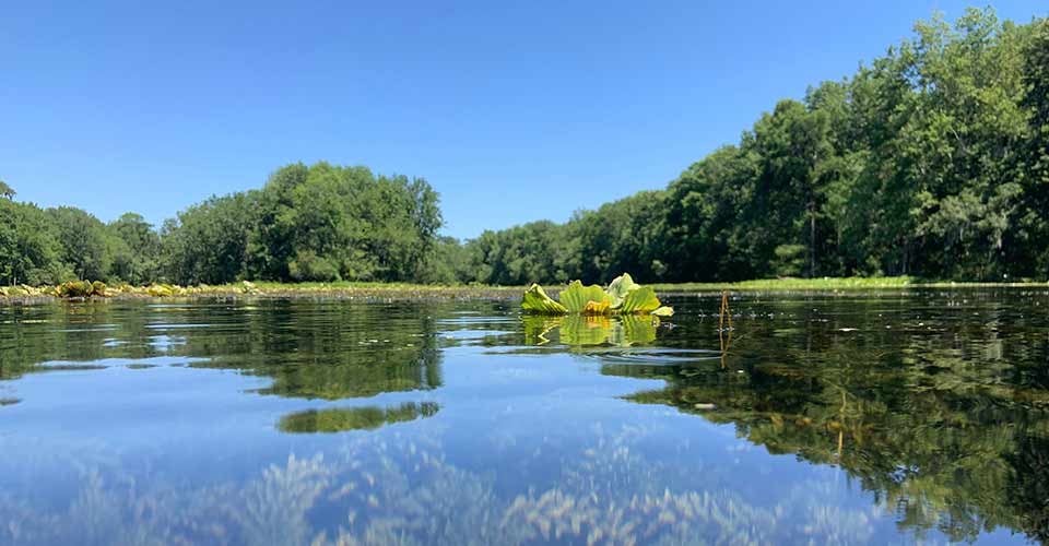 Water Hyacinth floating down the Wacissa River in Wacissa Florida on a sunny summer day