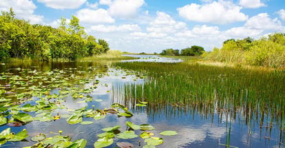 Wetland at Everglades National Park Florida