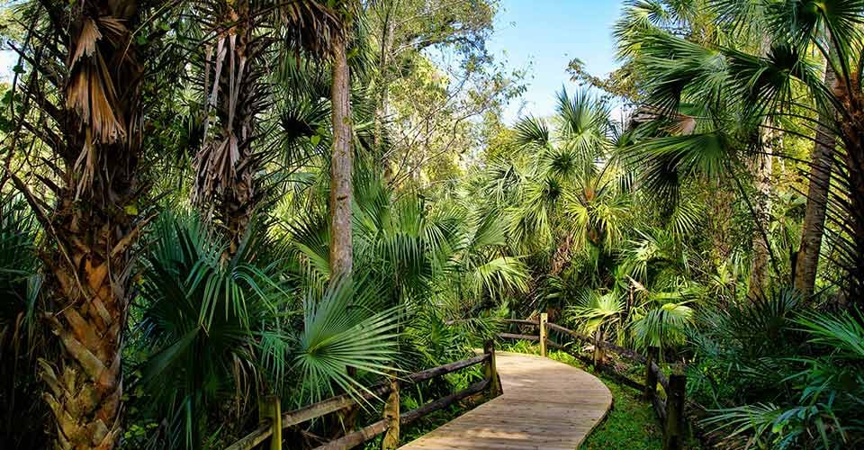 Wooden boardwalk in the recreation area in the Ocala National Forest Florida