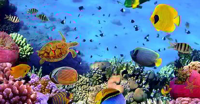 A coral colony